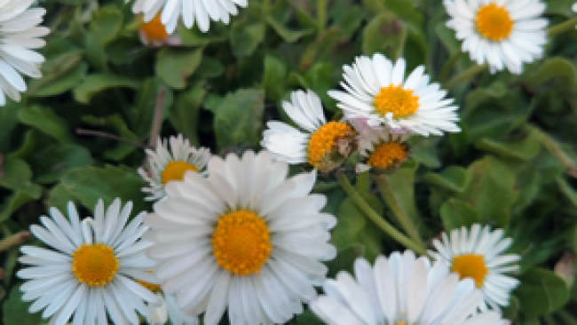 Comment faire son huile de pâquerette : la recette facile !